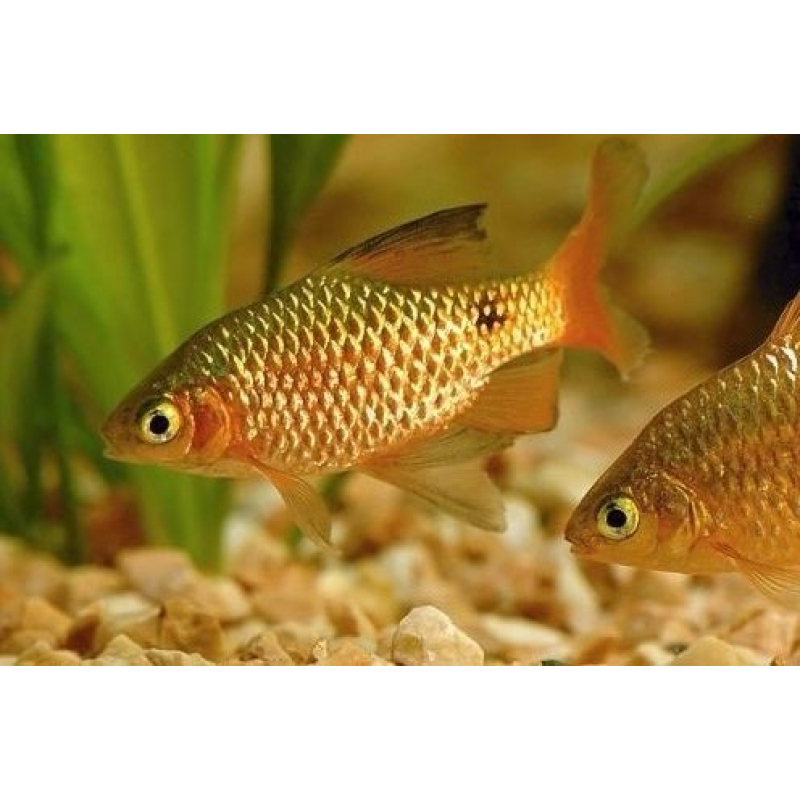 Prachtbarbeel goud 3-4cm